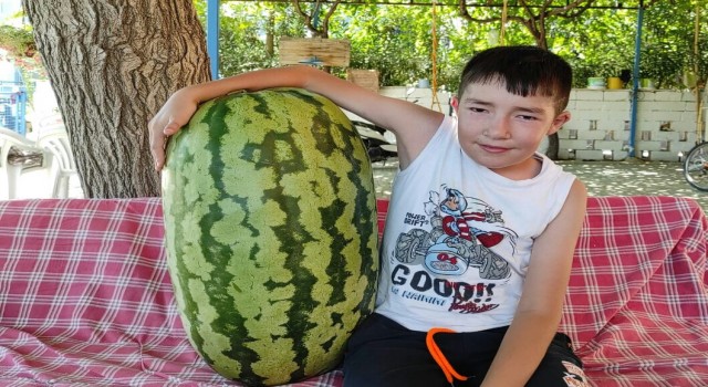 Sarıgöllü üretici devasa karpuz yetiştirdi