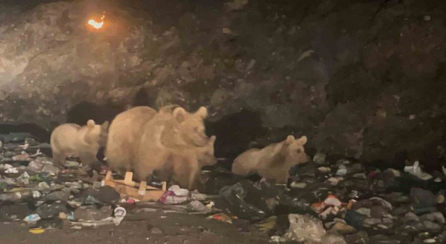Sarıkamışta ayılar çöplük ayısı oldu