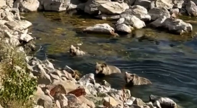 Sıcaktan bunalan yavru boz ayılar Nemrut Krater Gölünde serinledi