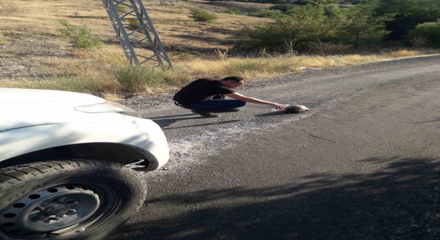 Sıcaktan etkilenen kaplumbağaya su içirdi