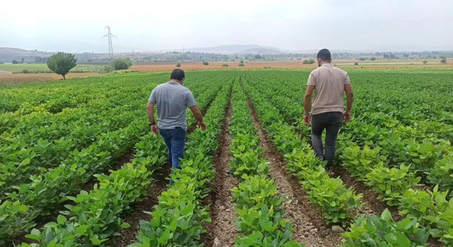 Soya fasulyesi tarlası kontrolleri devam ediyor