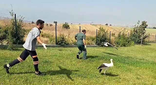 Tedavileri tamamlanan 2 leylek özgürlüğe kanat çırptı