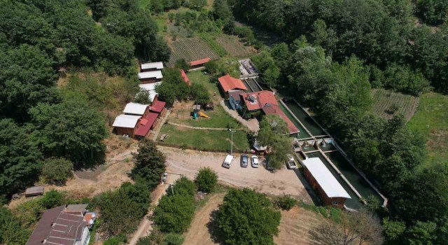 Uludağın kar sularında yetiştirilen alabalık yaz aylarında rağbet görüyor