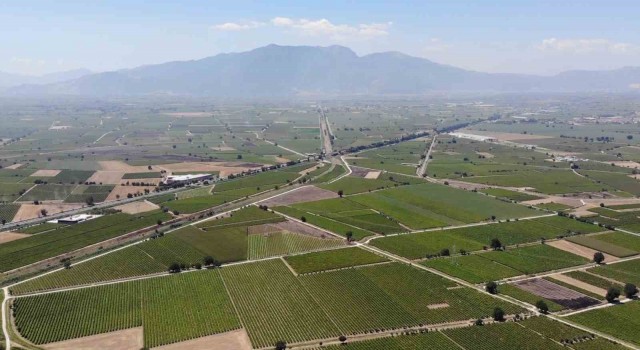 Üzümde hasat ve ihracat tarihleri belirlendi