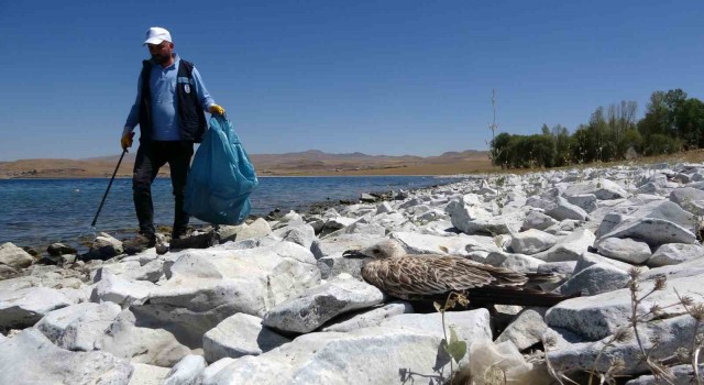 Van Gölündeki martı ölümleri belediyeleri harekete geçirdi