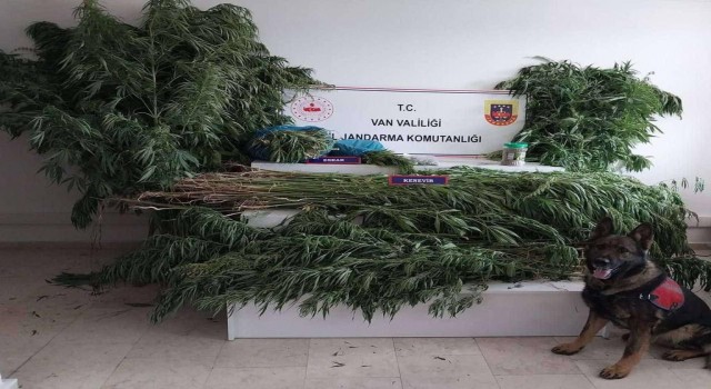 Vanda 605 kök hint keneviri ele geçirildi