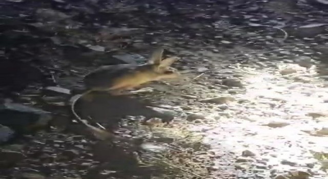 Vatandaşların ‘Arap tavşanı ile imtihanı