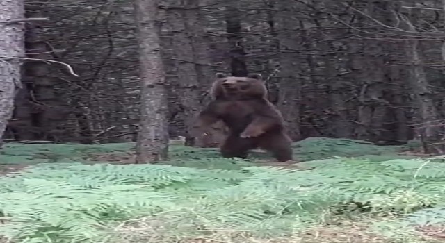 Yalovada ağaca çıkan yavru ayılar ve anneleri görüntülendi