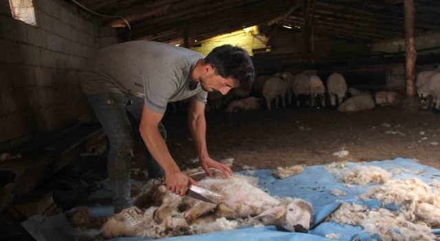Yaylalarda koyun kırkma zamanı
