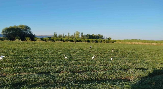 Yonca hasadına eşlik eten tilki ve leylekler nasiplerini topladı