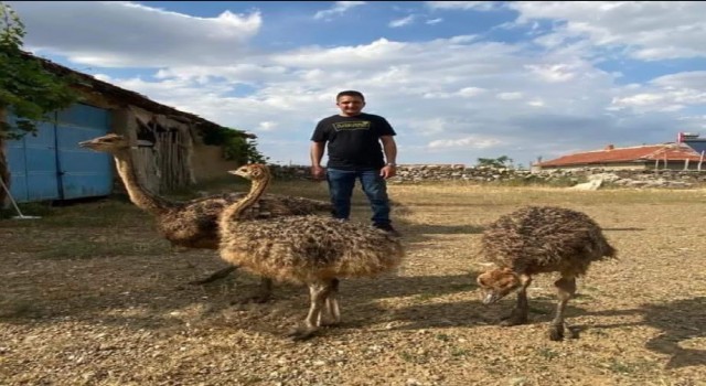 1 haftadır kayıp olan deve kuşunu yakalayamayınca vurdurup etini dağıttı