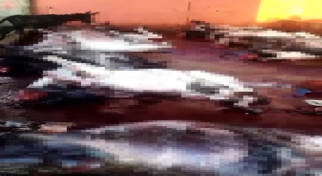 Adanada kesilmiş 12 eşek ele geçirildi