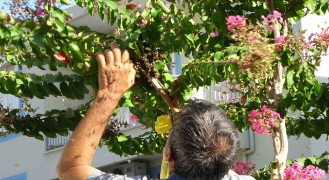 Ağaçta oğul veren bal arıları, vatandaş tarafından çuvala konuldu