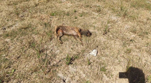 Alibey Barajındaki köpek ölülerini İSKİ temizlemeyince, Sultangazi Belediyesi topladı