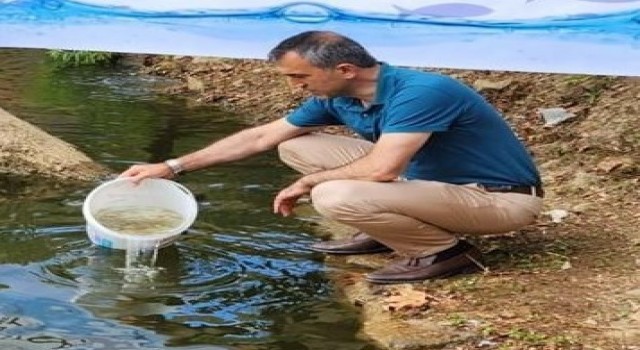 Amasyada üretilen yavru sazanlar Trabzonda göllere bırakıldı