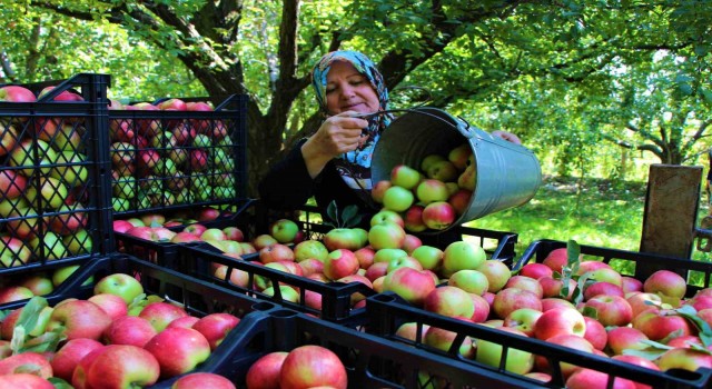 Amasyanın 2 bin yıllık sembolü misket elmasının hasadı başladı