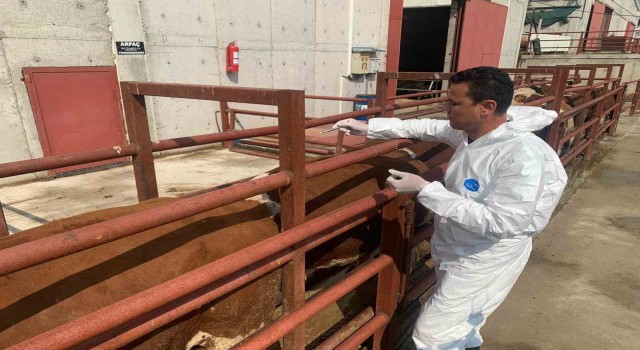 Ankarada büyükbaş hayvanlara şap aşısı yapıldı