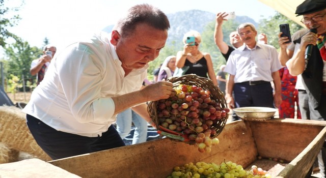 Antalya Gastronomi Festivalinin ikinci gününde mor üzüm hasadı