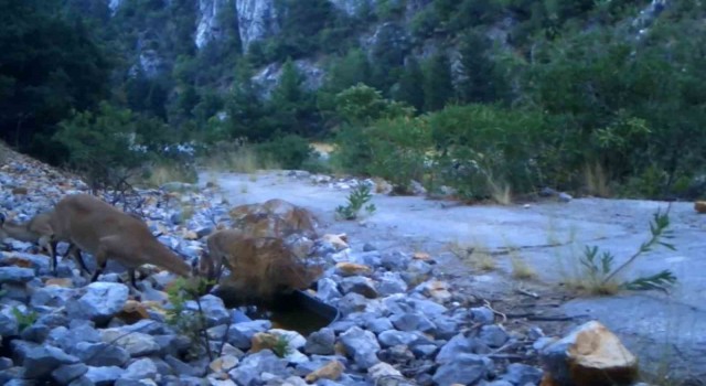 Antalya'da yaban keçi ailesi su içerken fotokapanla görüntülendi