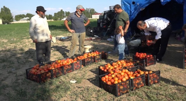Antalyanın ihraç domatesi Ercişte hayat buldu