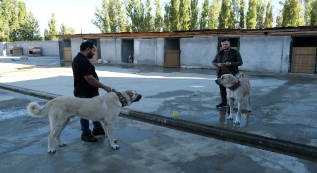 Avrupa ülkelerinden bile talep gören saf ırk köpekler, Erzincanda yetiştiriliyor