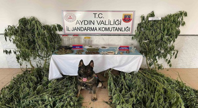 Aydında jandarma ekipleri uyuşturucuya geçit vermedi: 1 tutuklama