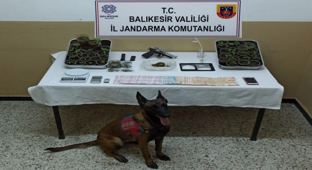 Balıkesir İl Jandarma Komutanlığınca uyuşturucu operasyonu