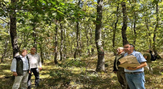 Balıkesirde meşe ağaçları koruma altına alındı