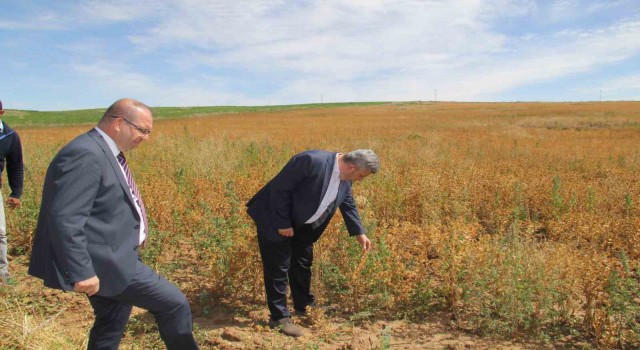Başkan Altun ve Kaymakam Gülenden ihtiyaç sahipleri için Aspir hasadı