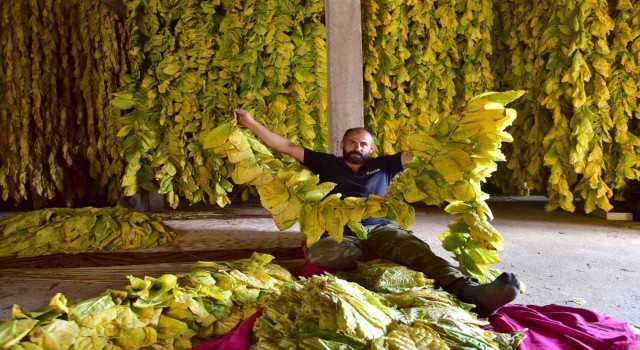 Bitliste 250 hanelik köy tütün ekimi yaparak geçimini sağlıyor