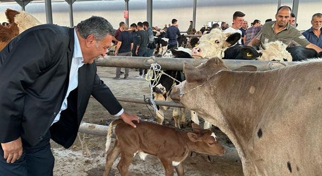 “Buzağı ölümleri hayvan varlığını azaltıyor, et fiyatlarını yükseltiyor”
