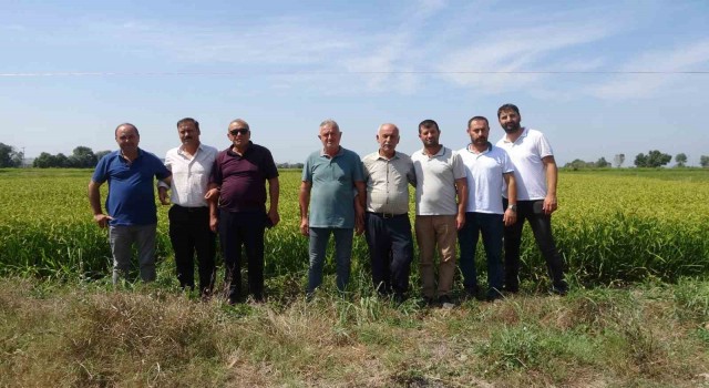 Çeltik üreticileri açıklanacak fiyatları bekliyor