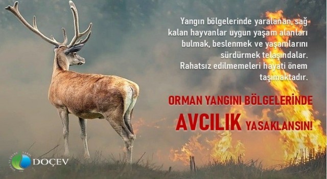 Çevrecilerden Yangın bölgelerinde avcılık yasaklansın talebi