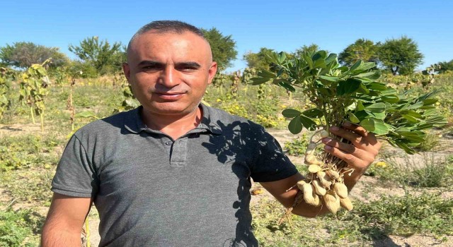 Depremde enkazdan kurtardığı çocuğun ailesinin hediye ettiği fıstıklarla Nevşehirde yüksek rekolte elde etti