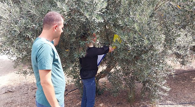 Düziçi'nde Zeytin Sineği Alarmı