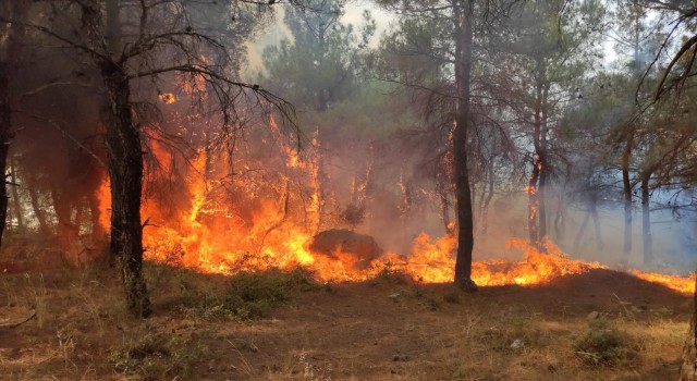 Edirnede çıkan orman yangını kontrol altına alındı