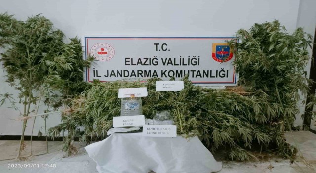 Elazığda 186 kök kenevir ele geçirildi