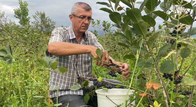 Fındığa alternatif dikti, ilk hasadını yaptı