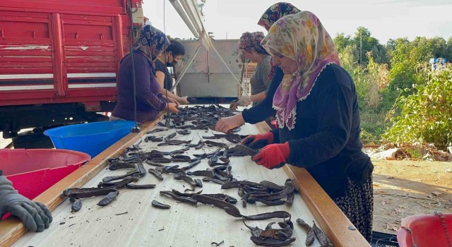 Geçen sene altın olan keçi boyunuzu bu yıl hurda oldu