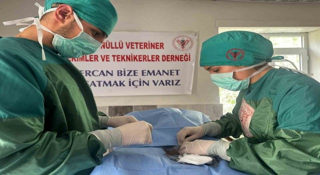Hozatta Sokak hayvanları için çalışma başlatıldı