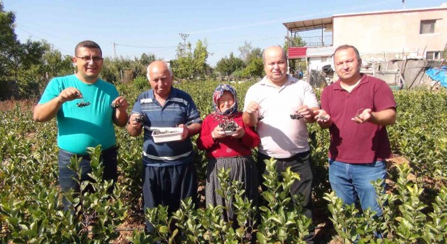 İhracata giden aronya süper meyvenin ilk hasadı yapıldı
