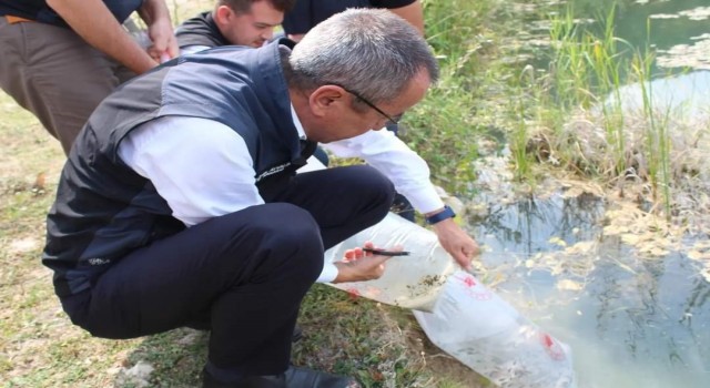 Karabükte göl ve göletlere 30 bin yavru sazan balığı bırakıldı