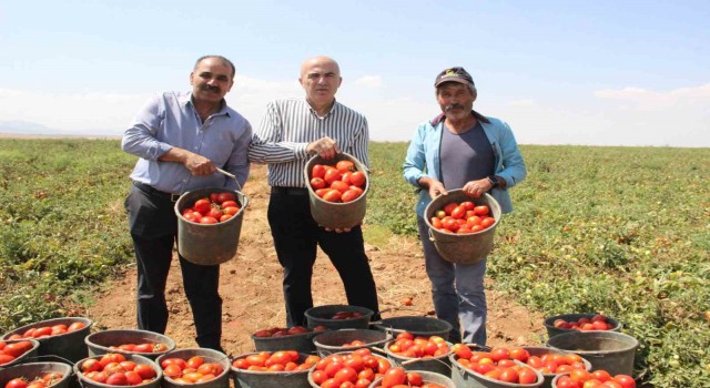 Karamanda salçalık domates ve biber hasadı başladı