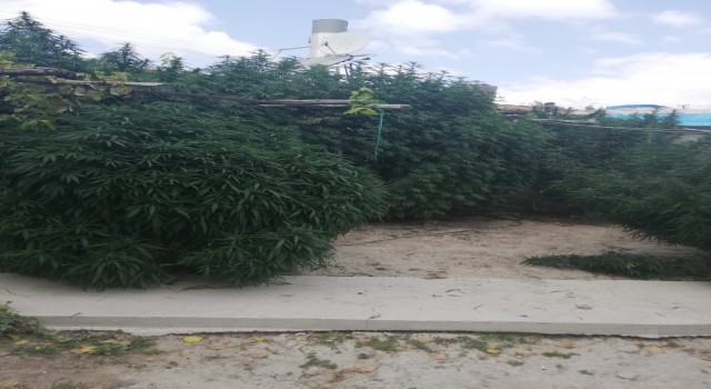 Karapınarda 31 kök Hint keneviri ele geçirildi