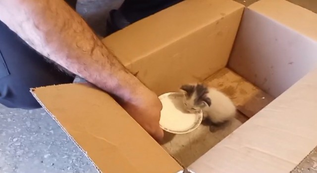 Karsta yaralı yavru kedi emin ellerde