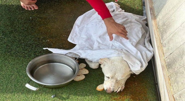Kayalıklarda mahsur kalan köpeği gezi teknesi çalışanları kurtardı