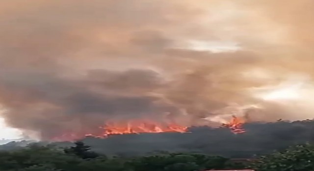 Kocaelide orman yangını