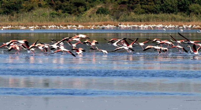 ‘Kuş Otelinde bu yıl rekor popülasyon bekleniyor