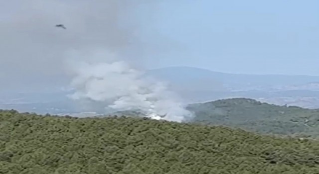 Kütahyada orman yangını