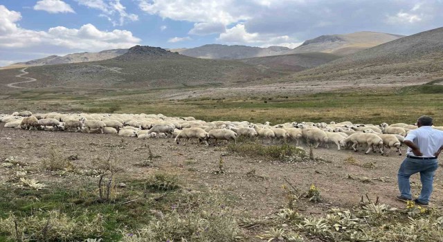 Malatyada 25 bin TLye çoban bulunamıyor